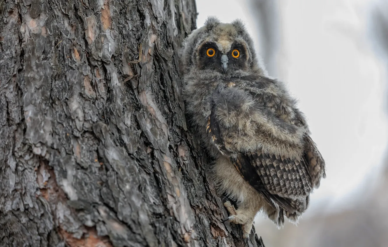 Photo wallpaper look, trees, nature, owl, bird, Chicks, owlet