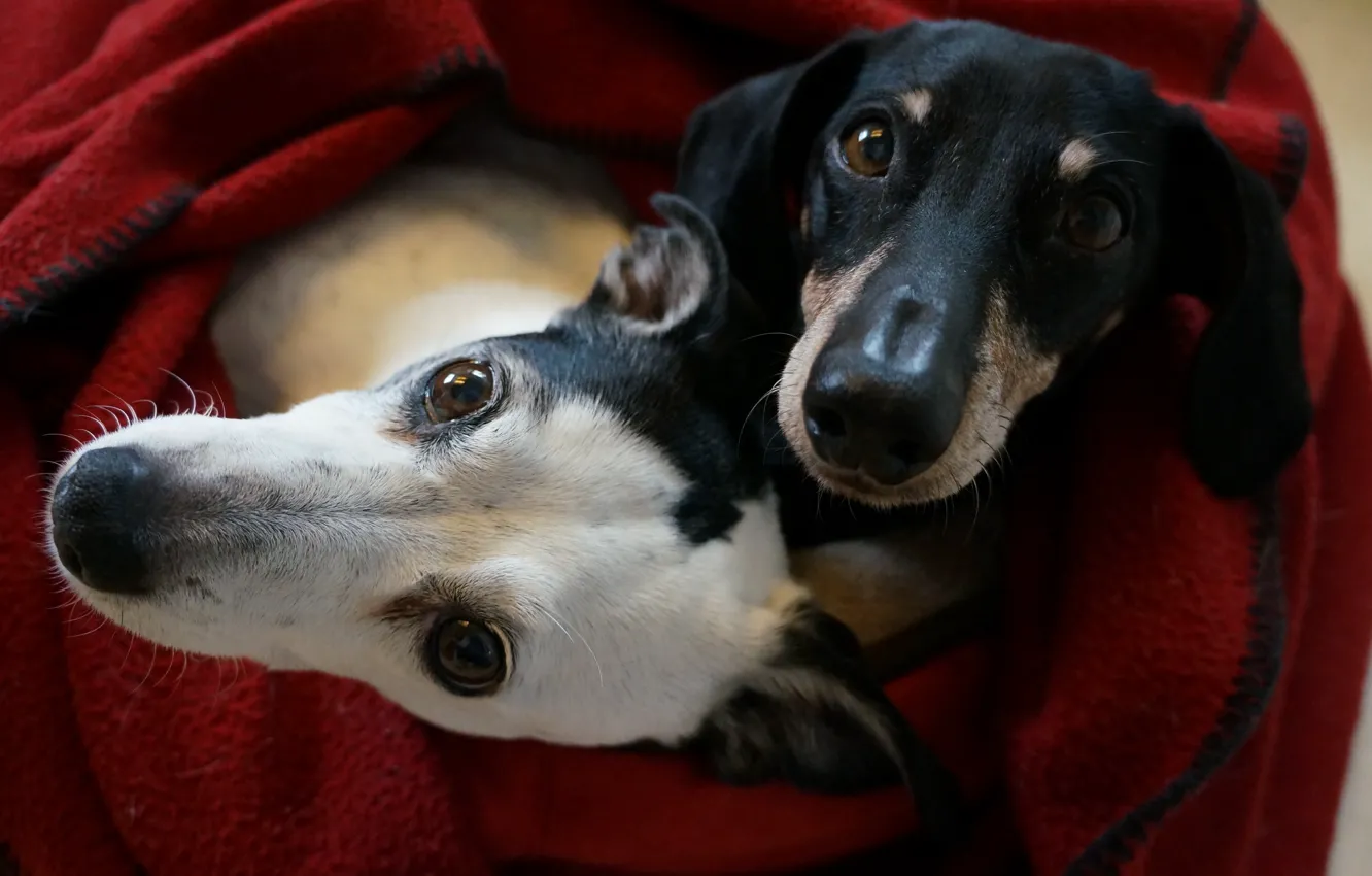 Photo wallpaper each, home, dog