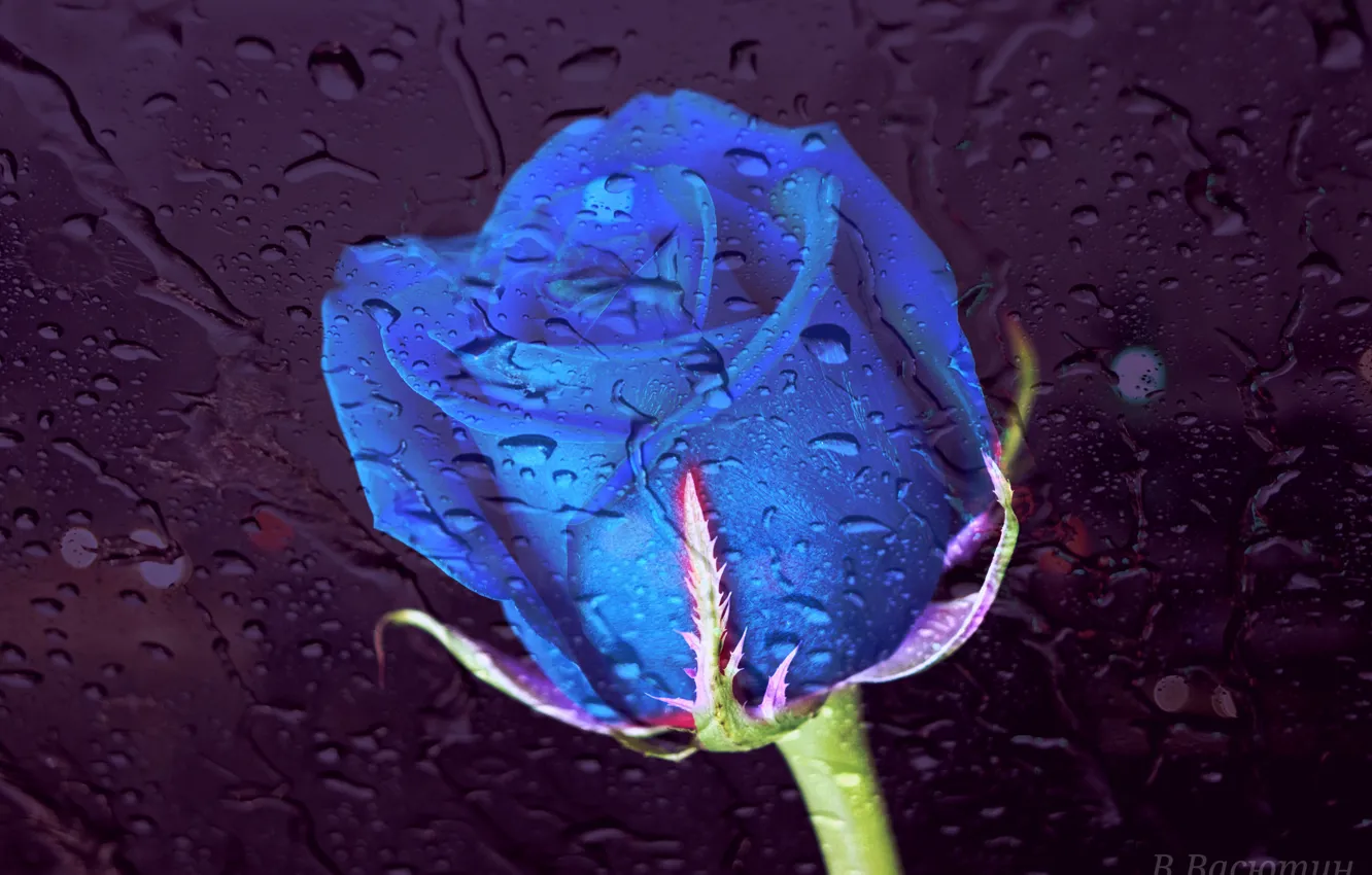 Photo wallpaper glass, light, rain, roses