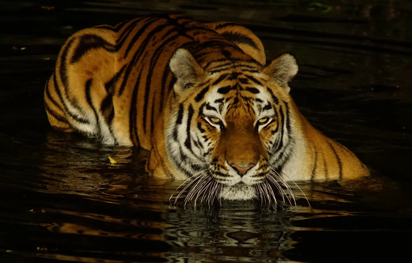 Photo wallpaper look, face, water, light, tiger, the dark background, bathing, pond