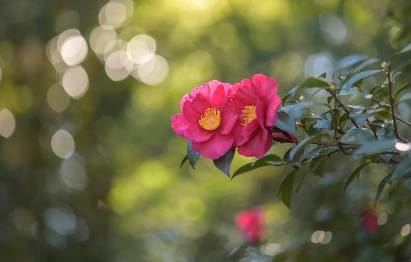Photo wallpaper leaves, light, flowers, branches, pink, bokeh, Camellia