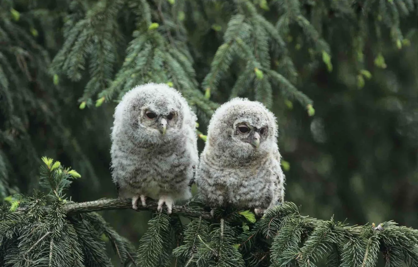 Photo wallpaper animals, birds, wildlife, two little owls