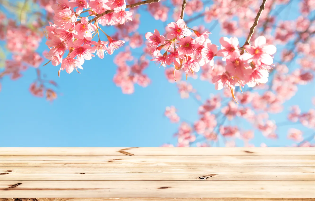 Photo wallpaper the sky, branches, spring, Sakura, flowering, wood, pink, blossom