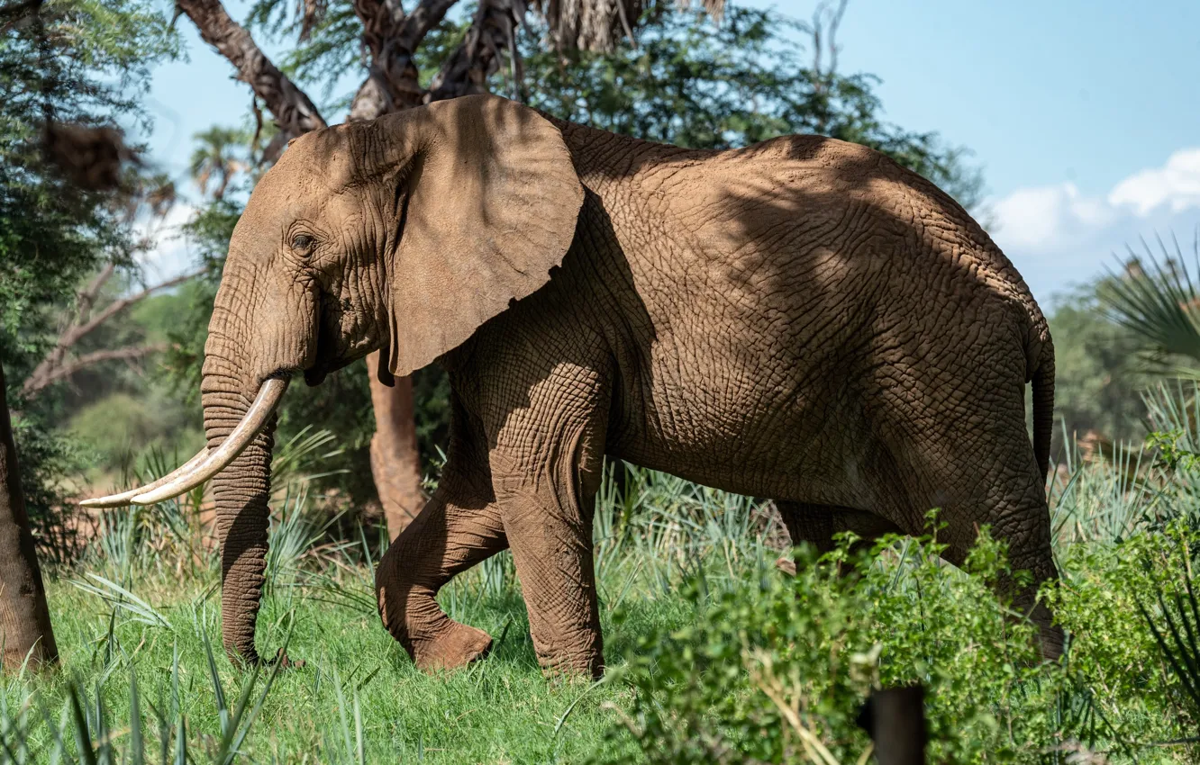 Photo wallpaper greens, nature, elephant