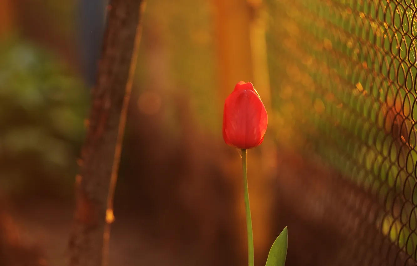 Photo wallpaper flowers, background, tulips