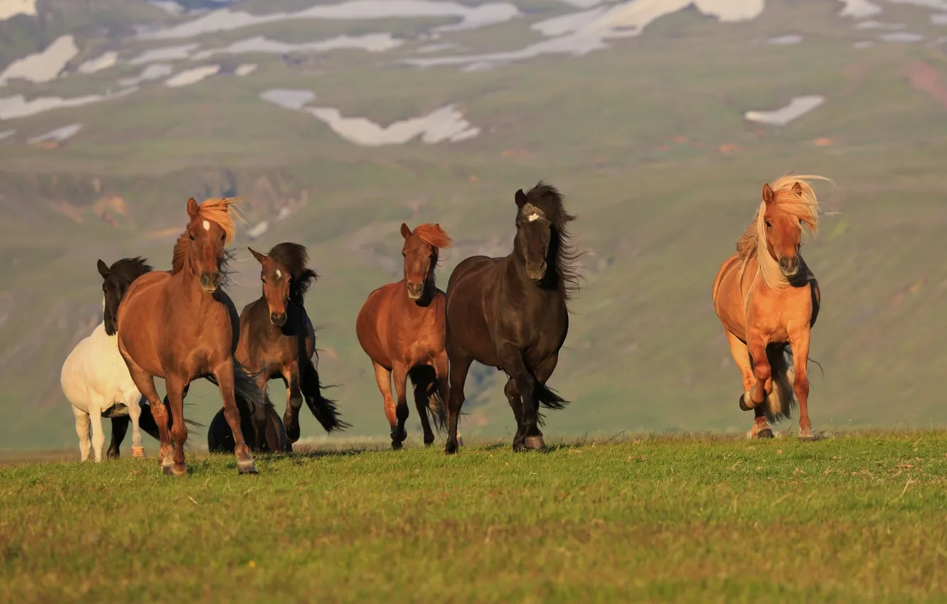 Photo wallpaper horse, horse, Iceland, Iceland