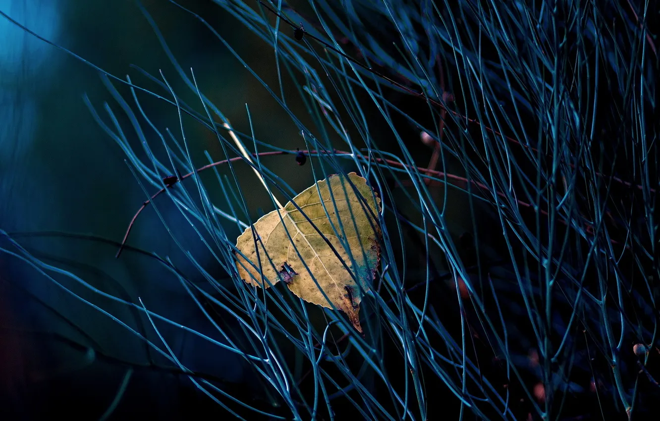 Photo wallpaper leaves, macro, nature