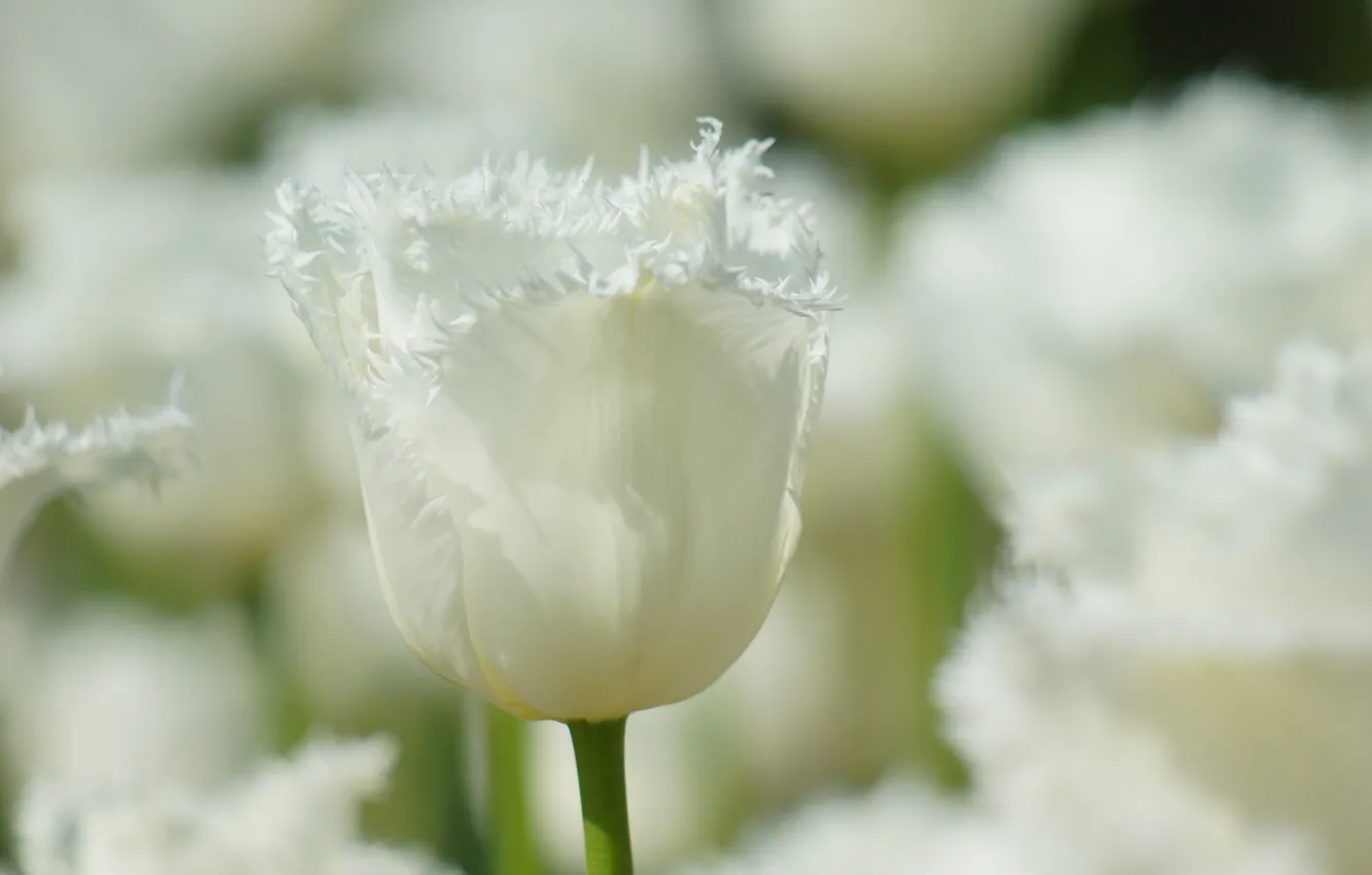 Photo wallpaper spring, tulips, white, Terry