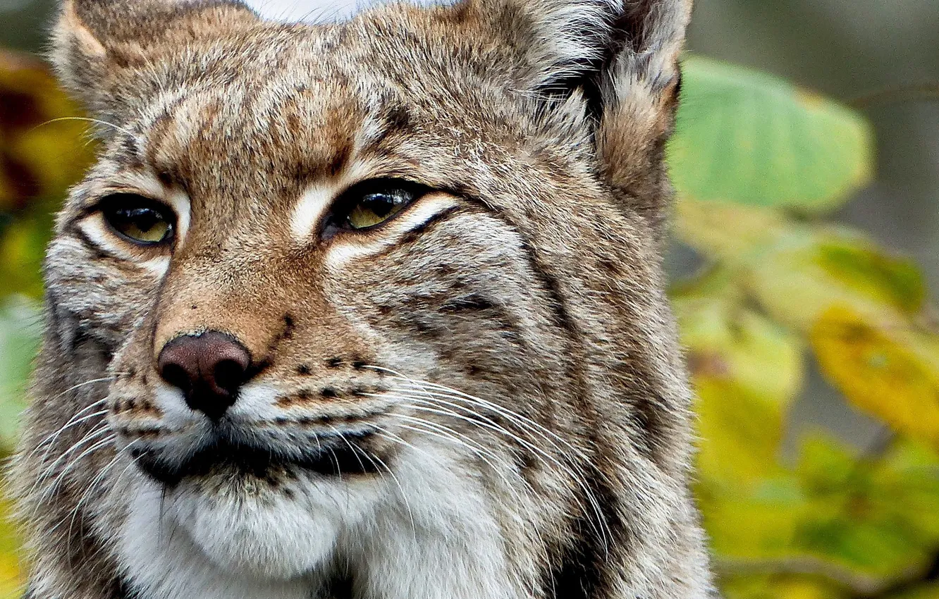 Photo wallpaper cat, animals, look, face, predator