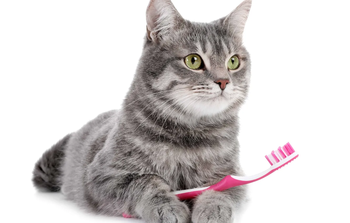 Photo wallpaper cat, cute, clean, creature, claw, Domestic, fluffy, feline