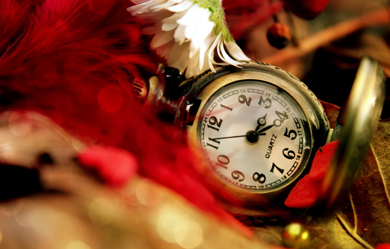 Photo wallpaper leaves, flowers, red, watch, chamomile, feathers, pocket