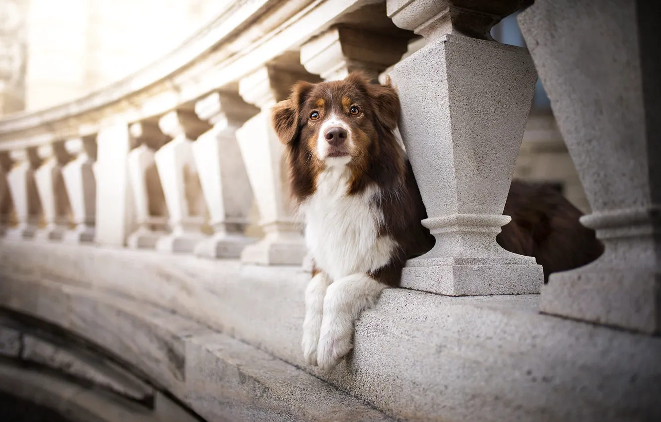 Photo wallpaper bridge, dog, bokeh, Kaylee