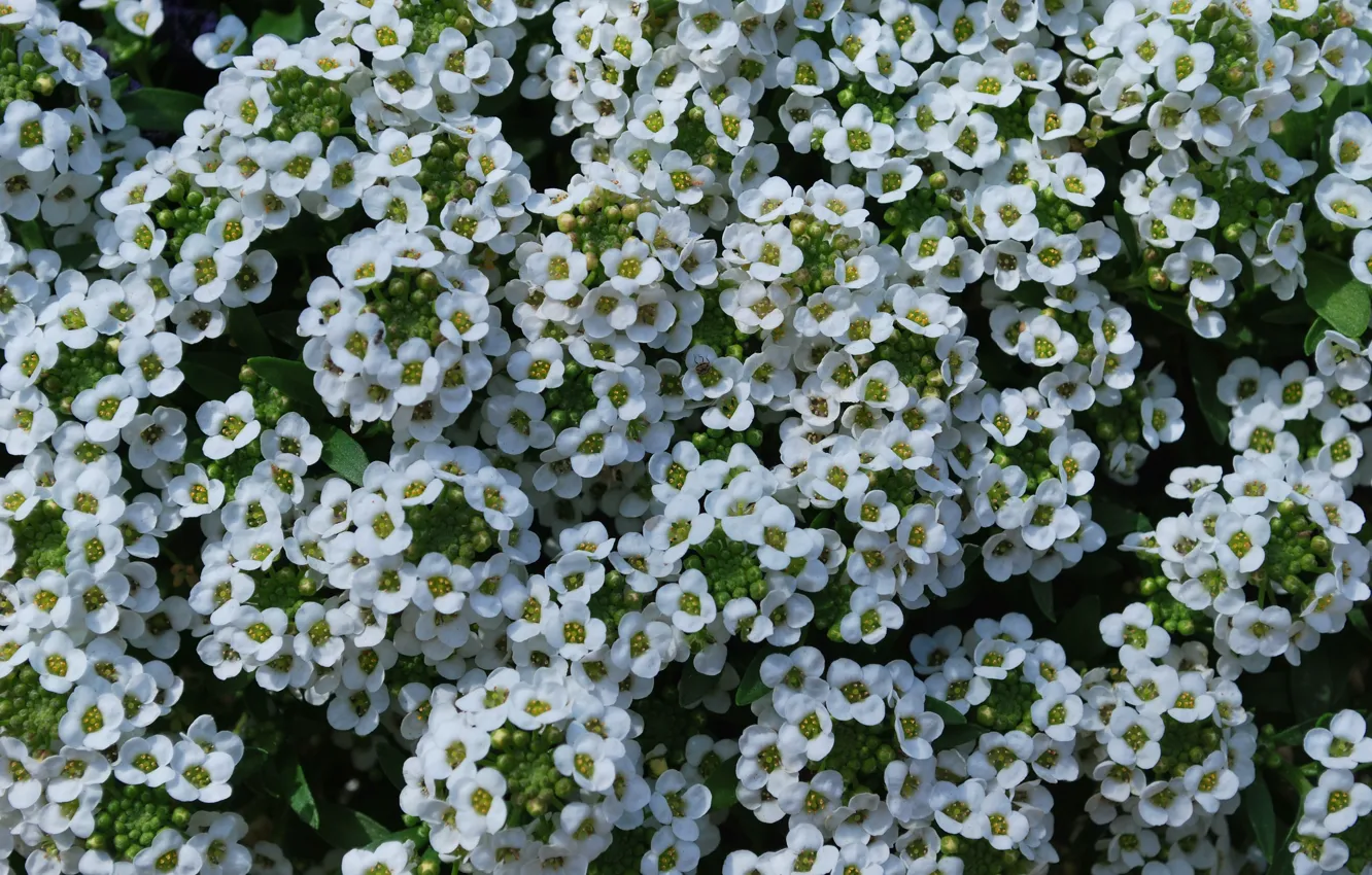 Photo wallpaper grass, flowers, nature, carpet, petals