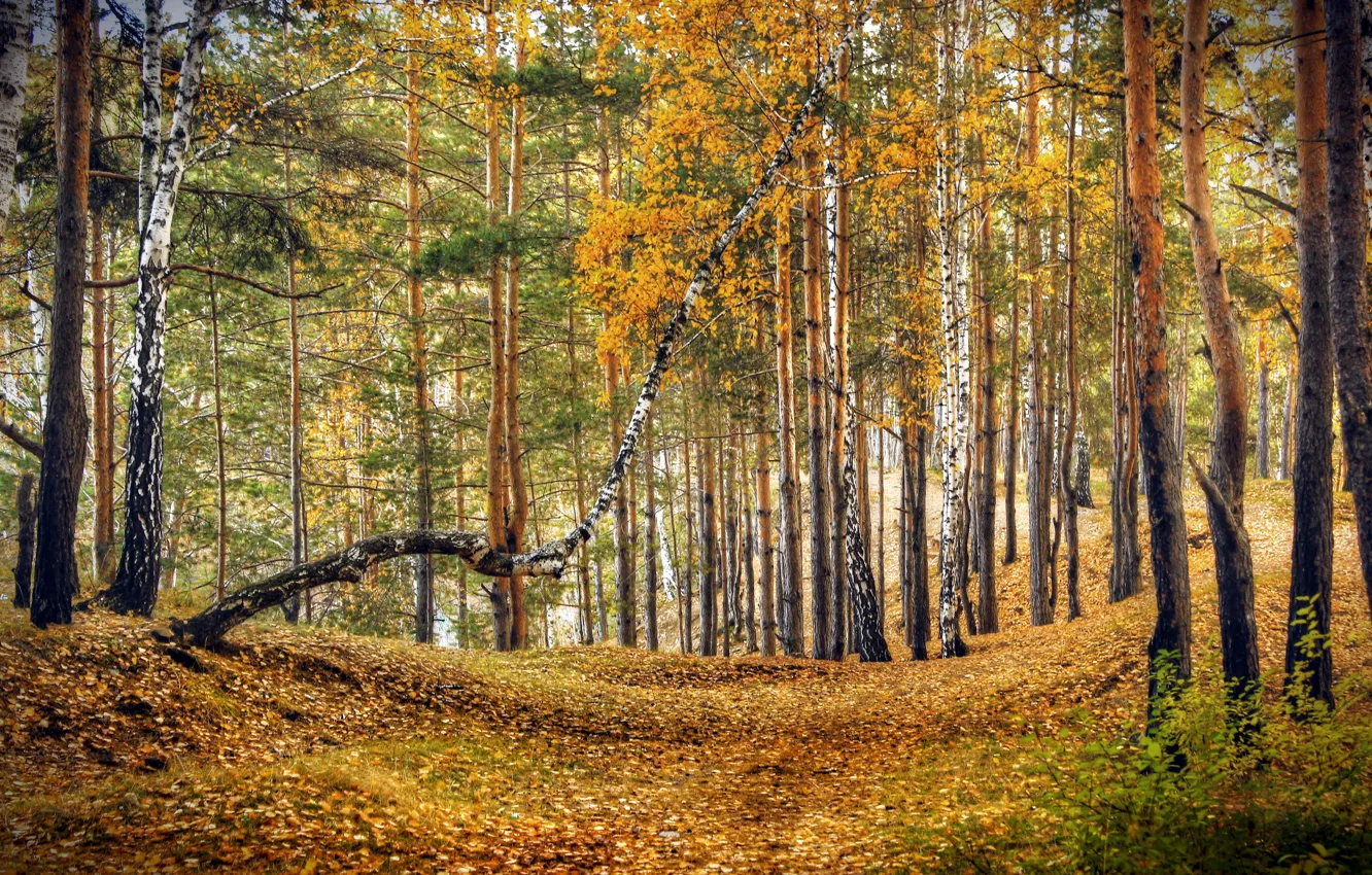 Photo wallpaper autumn, forest, nature