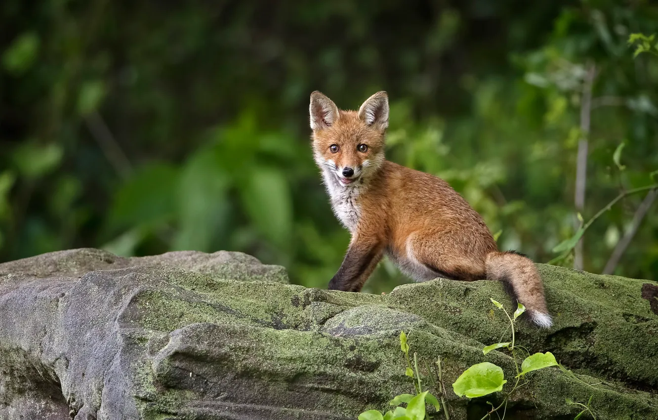 Photo wallpaper smile, stones, Fox, Fox