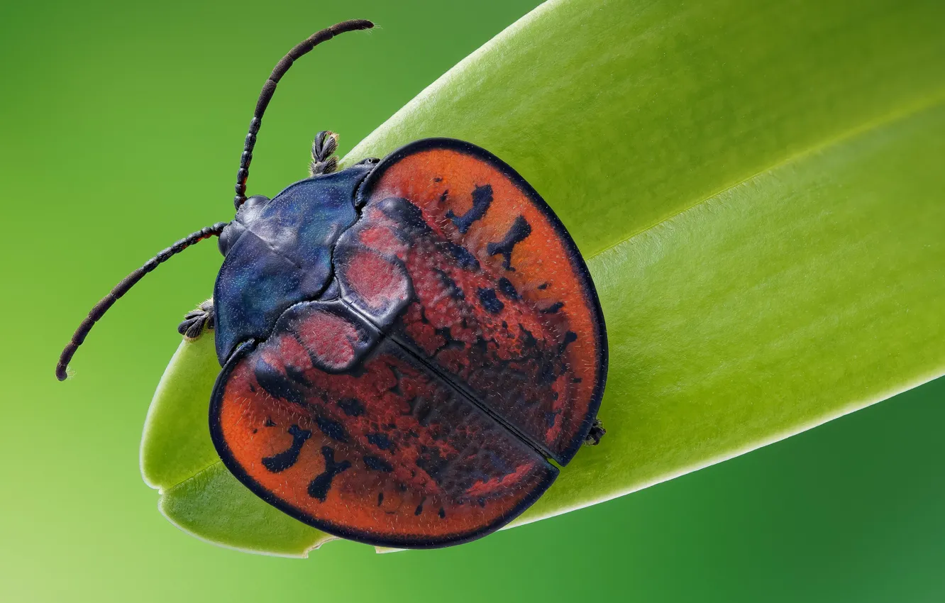 Photo wallpaper macro, beetle, insect, the leaf beetle