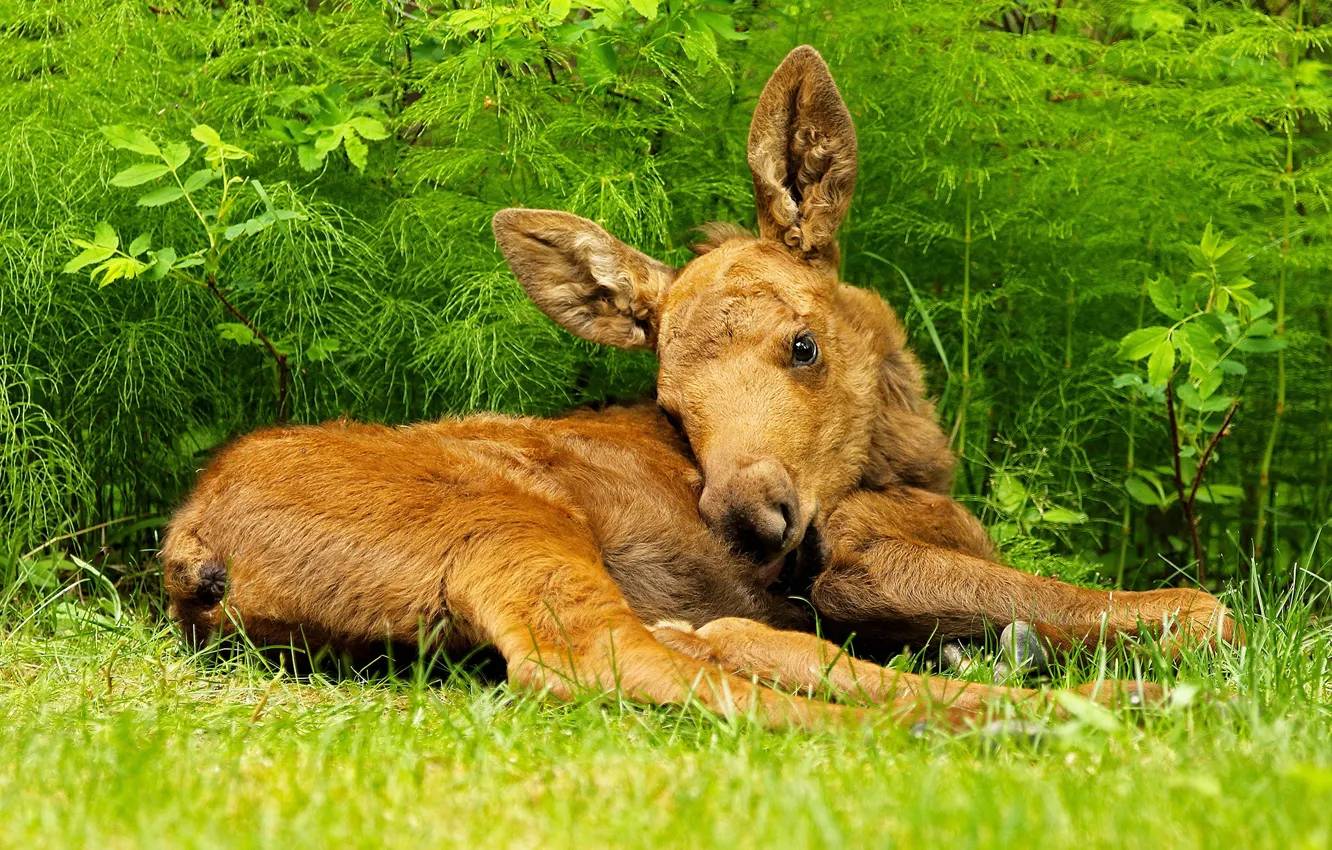 Photo wallpaper grass, baby, lies, cub, moose, calf