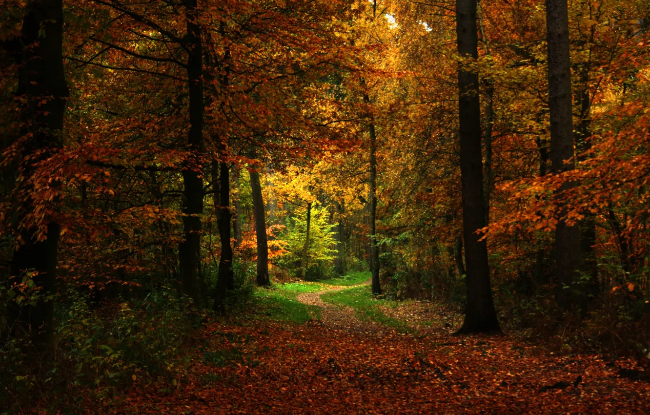 Photo wallpaper autumn, forest, nature, path