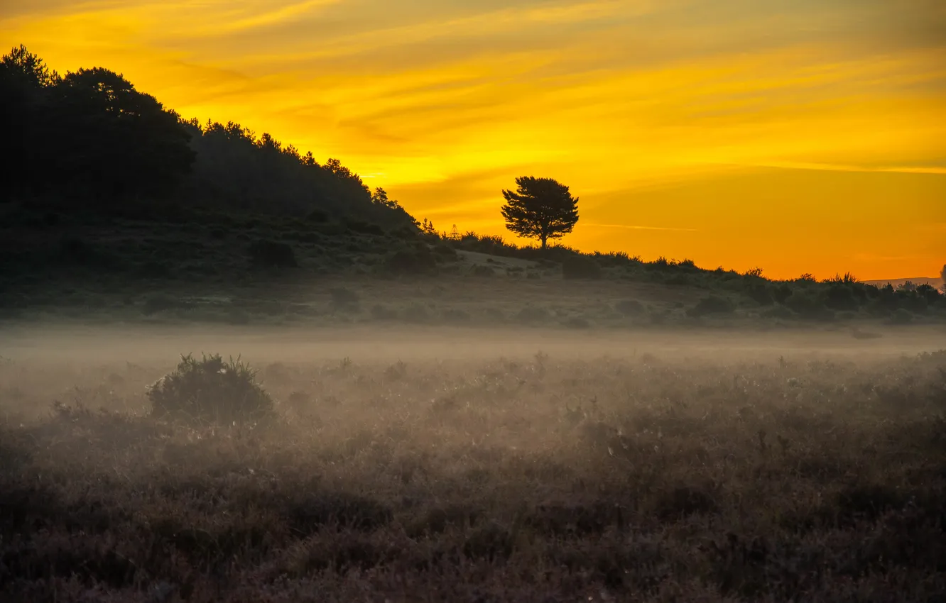 Photo wallpaper field, night, fog