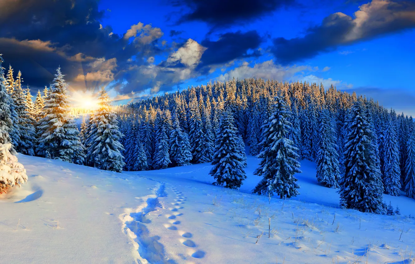 Photo wallpaper winter, the sky, snow, landscape, nature, white, forest, road