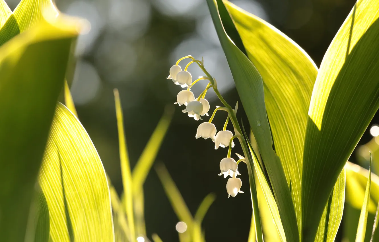 Photo wallpaper leaves, light, flowers, spring, white, lilies of the valley, bokeh