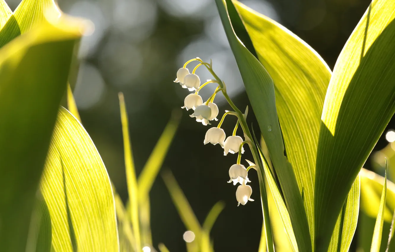 Photo wallpaper leaves, light, flowers, spring, white, lilies of the valley, bokeh, Lily of the valley
