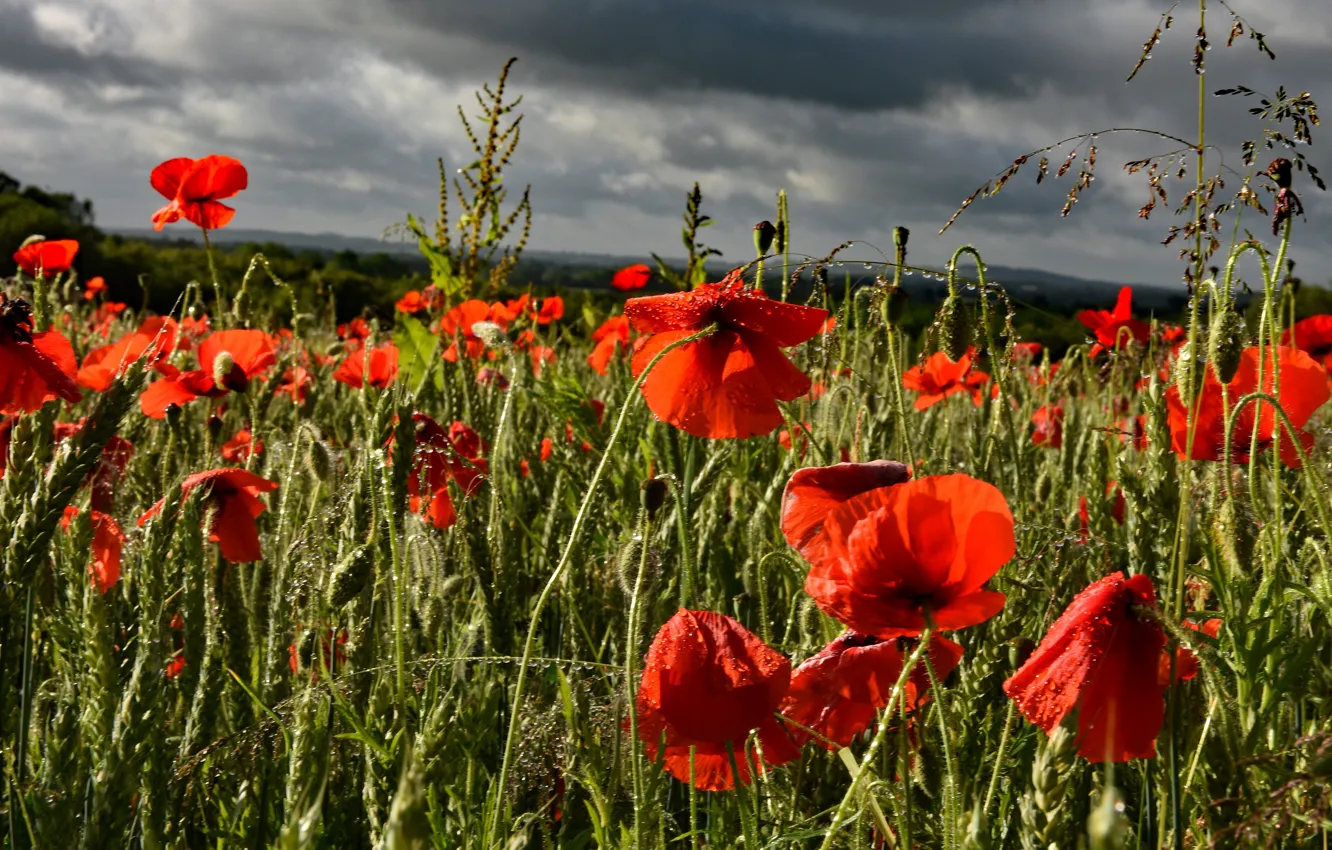 Photo wallpaper field, summer, the sky, clouds, drops, light, landscape, flowers
