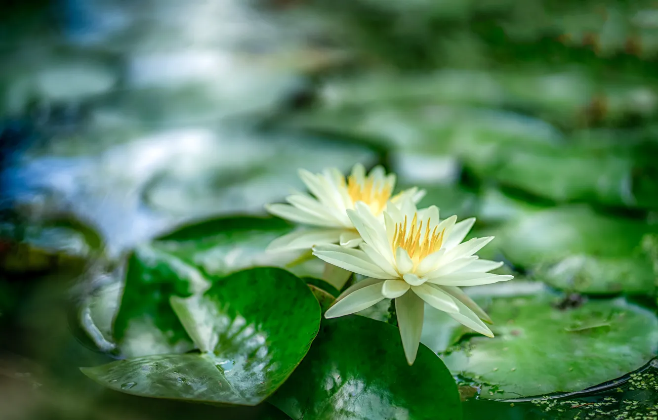Photo wallpaper leaves, water, flowers, pond, blur, Lily, white, water lilies