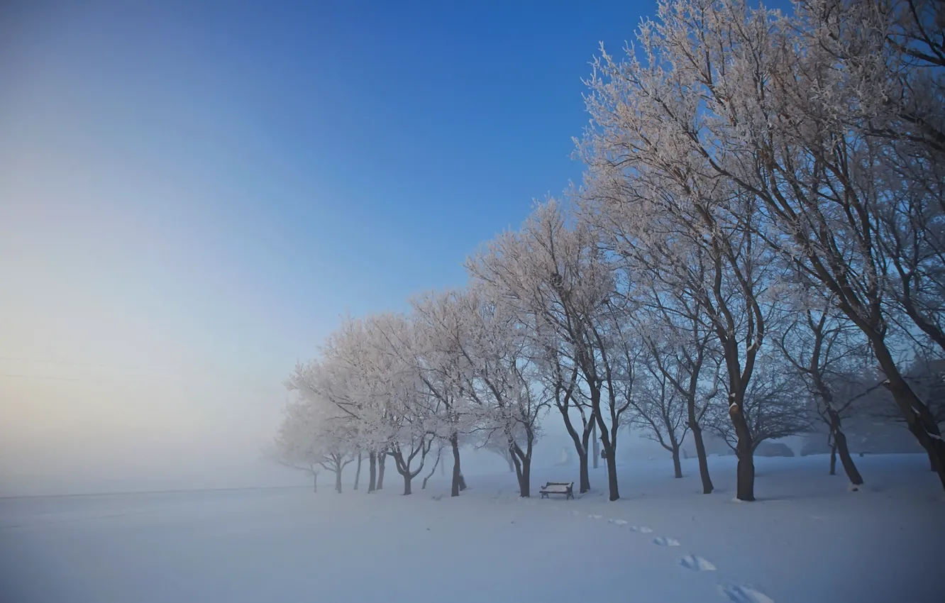 Photo wallpaper winter, snow, trees, traces, fog, shop