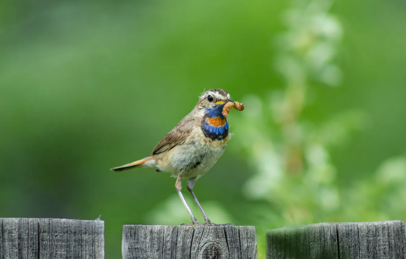 Photo wallpaper bird, blurred background, Bluethroat, Alexander Kanzur