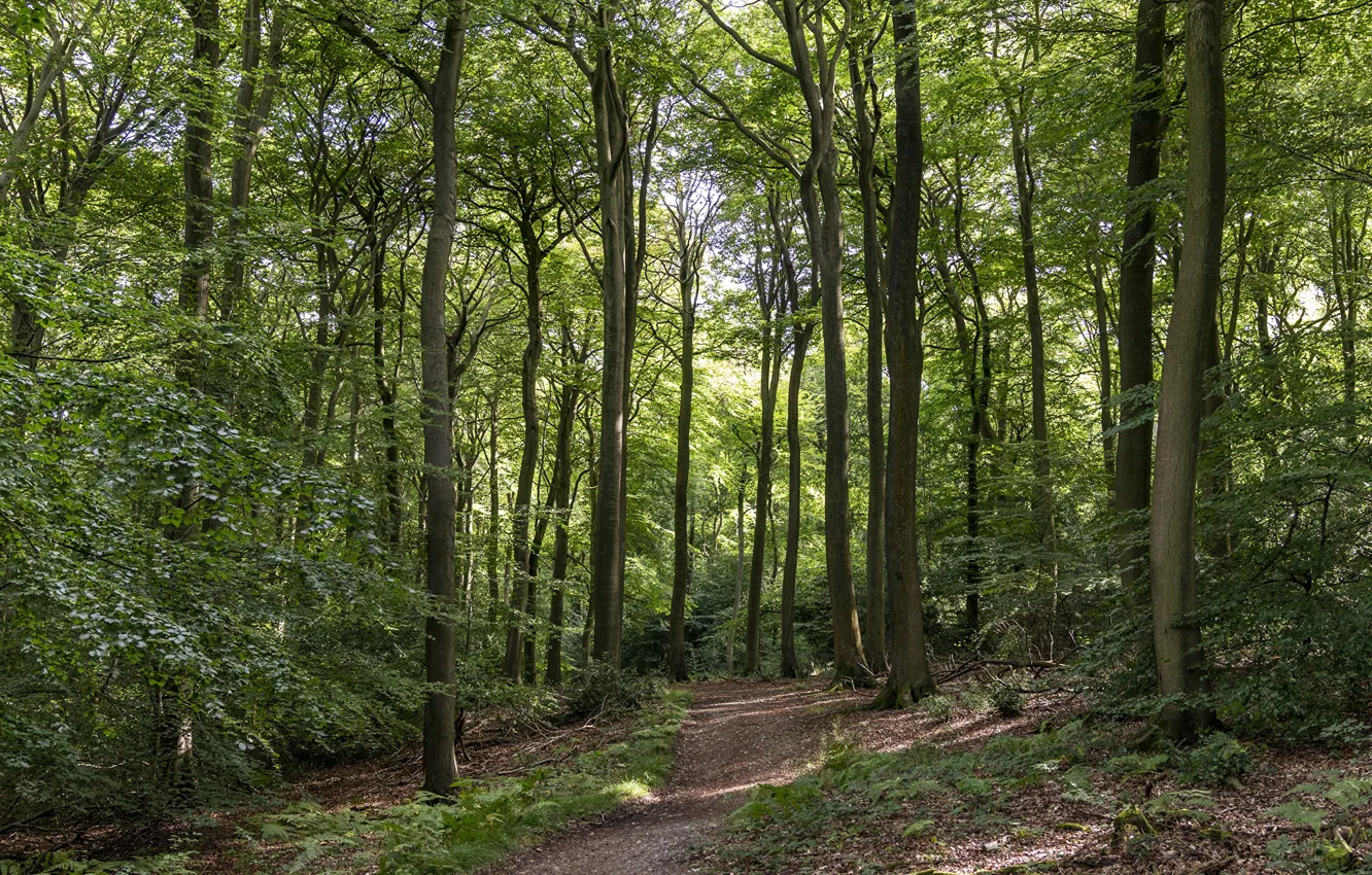 Photo wallpaper forest, England, path, deevia, Bradenham