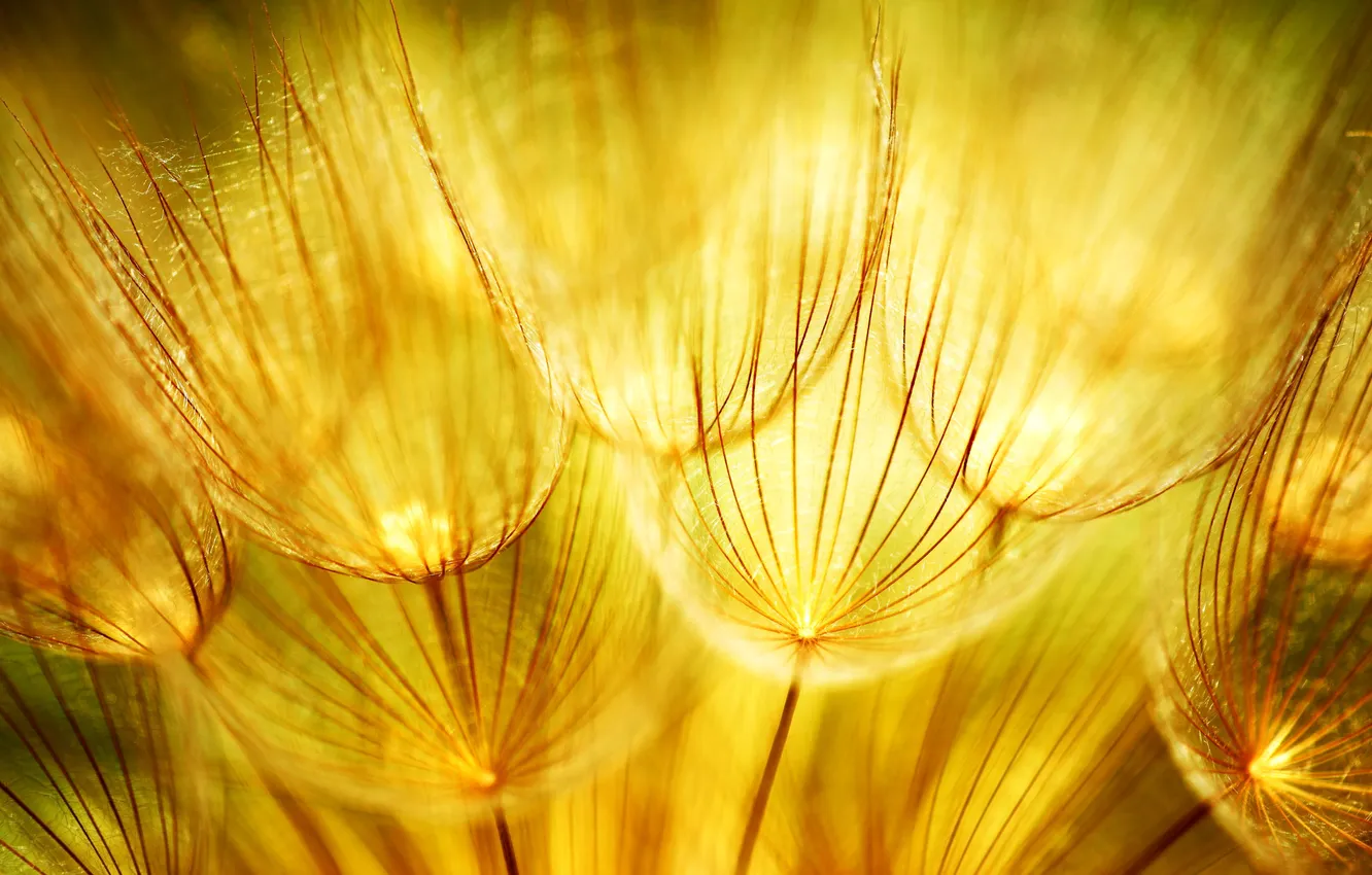 Photo wallpaper macro, nature, dandelion, gold, inflorescence, Golden dandelions