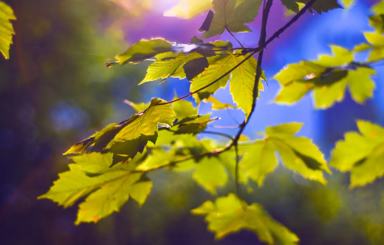 Photo wallpaper leaves, light, branches, nature, light, nature, leaves, bokeh
