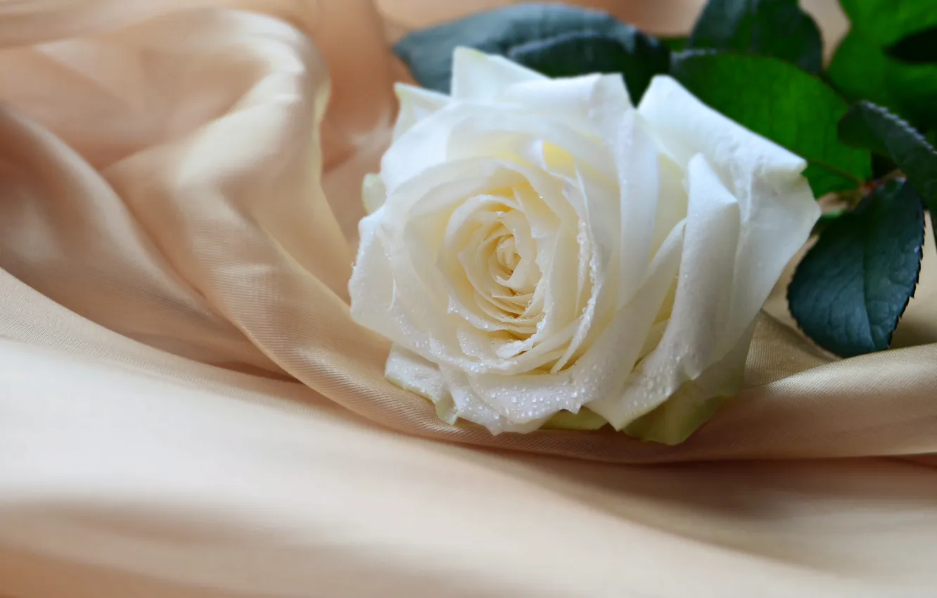 Photo wallpaper flower, tenderness, rose