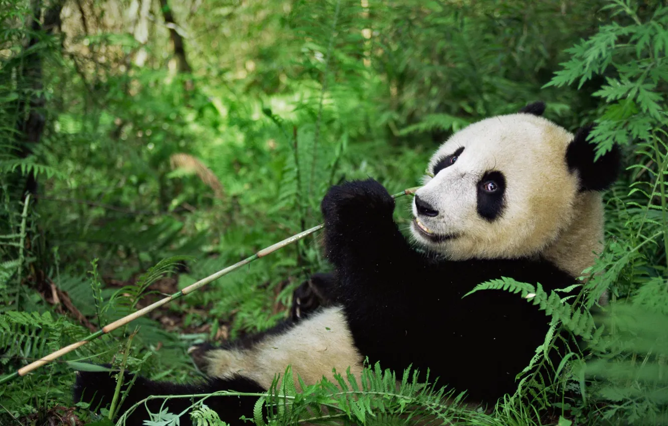 Photo wallpaper bear, China, reserve Wenchuan-Oolong, the giant Panda