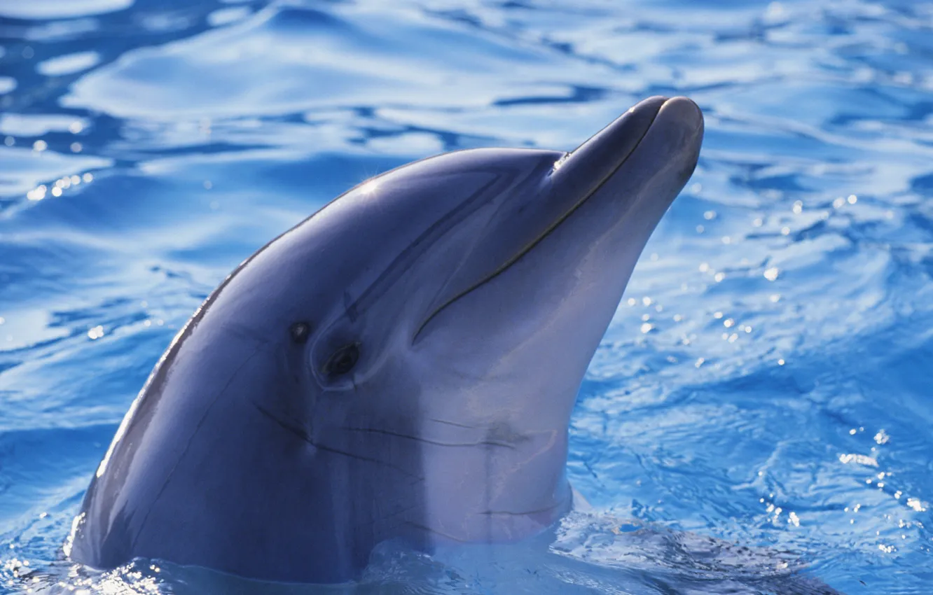Photo wallpaper water, Dolphin, each