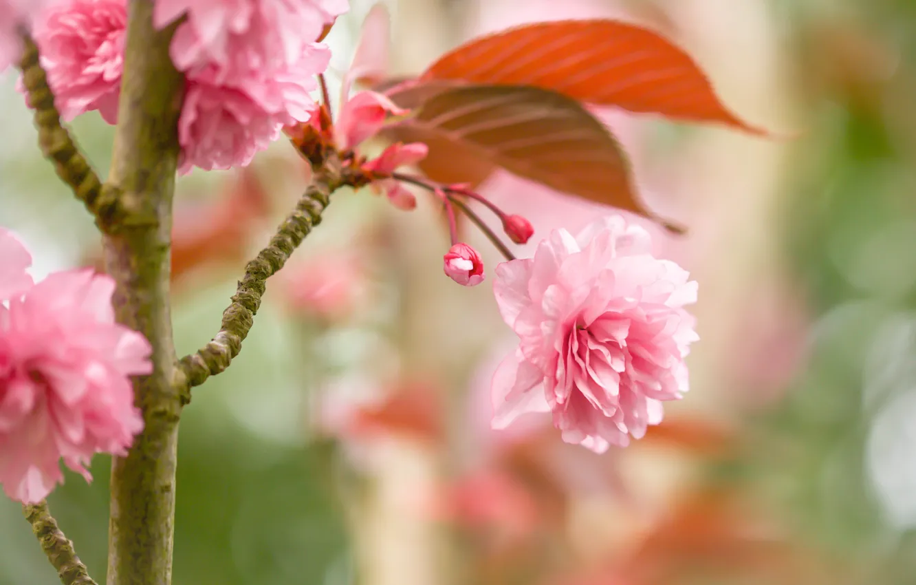 Photo wallpaper macro, cherry, Sakura, flowering, tree, flowers, bokeh, buds