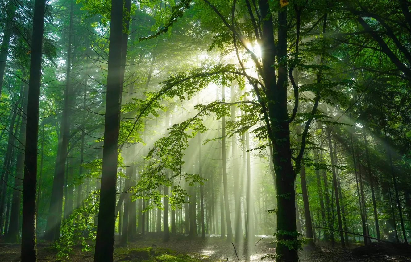 Photo wallpaper forest, trees, Germany, sunlight