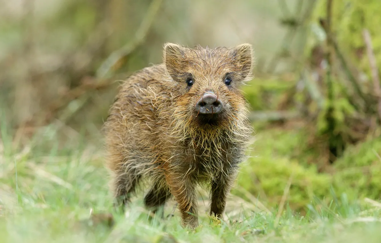 Photo wallpaper forest, look, face, background, baby, pig, boar, cub
