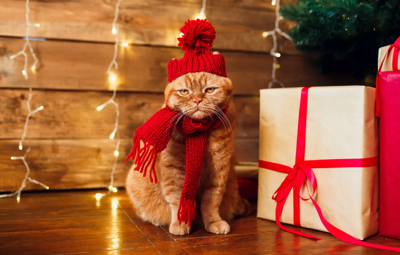 Photo wallpaper cat, cat, scarf, red, Christmas, gifts, New year, garland