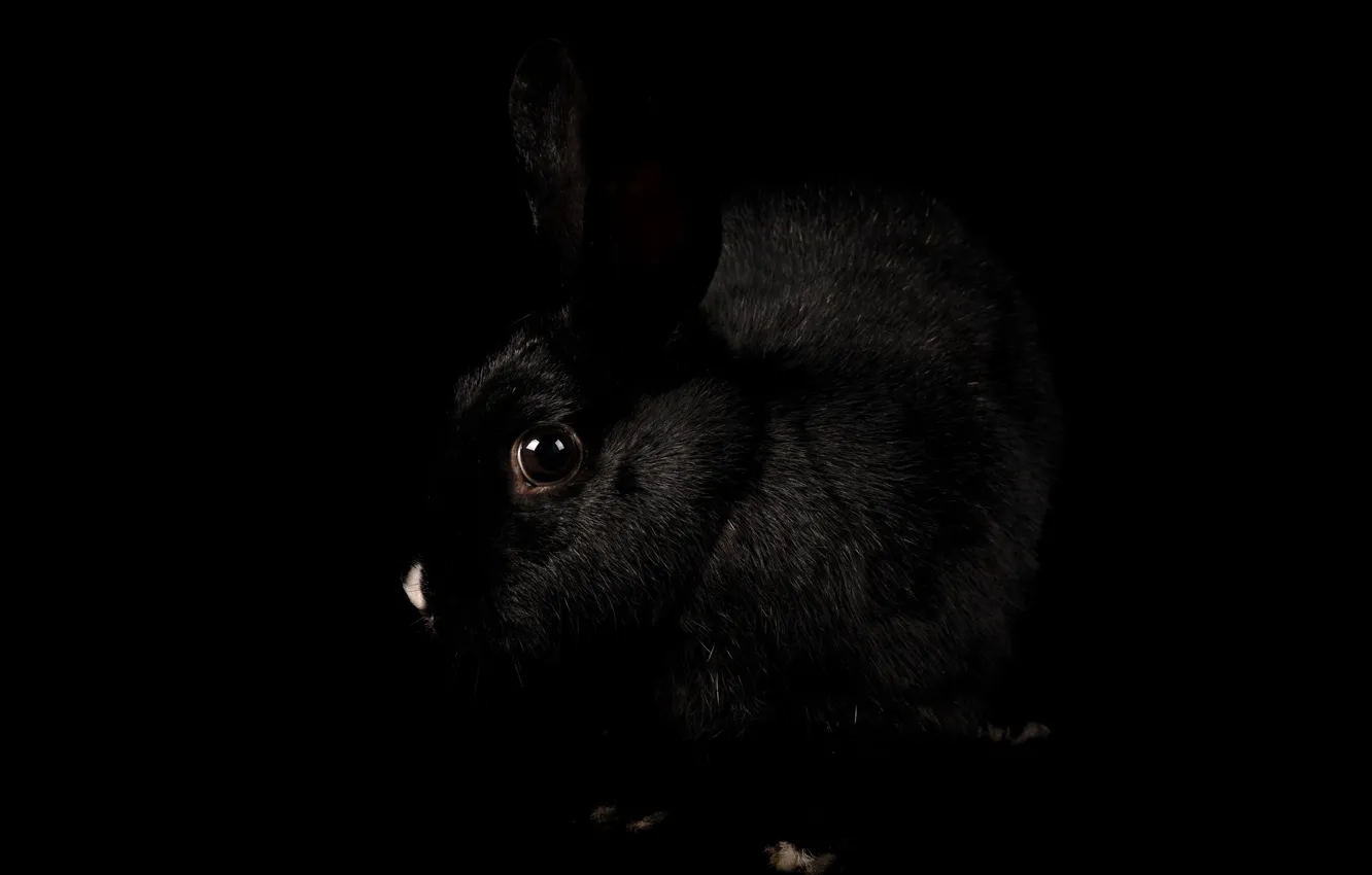 Photo wallpaper eyes, background, rabbit