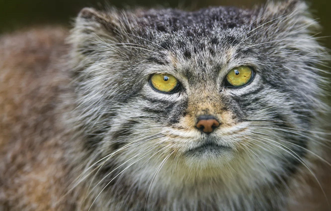 Photo wallpaper cat, look, face, portrait, manul, ©Tambako The Jaguar