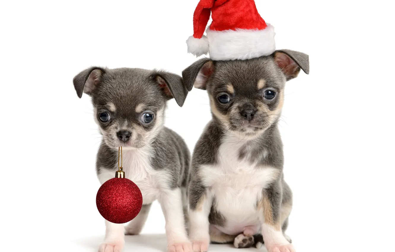 Photo wallpaper hat, ball, ball, puppies, puppy, New year, Christmas, puppy
