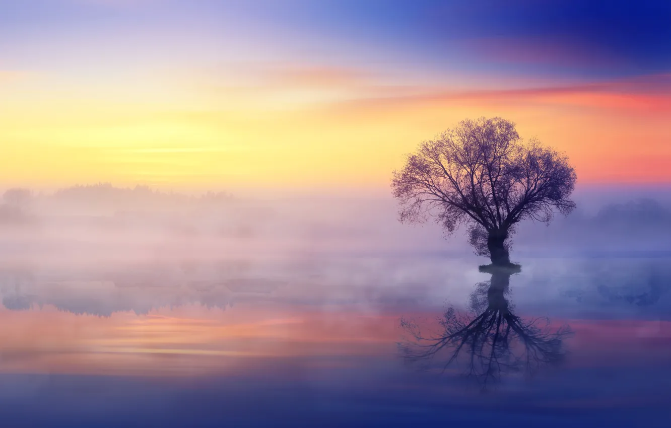 Photo wallpaper fog, lake, reflection, tree
