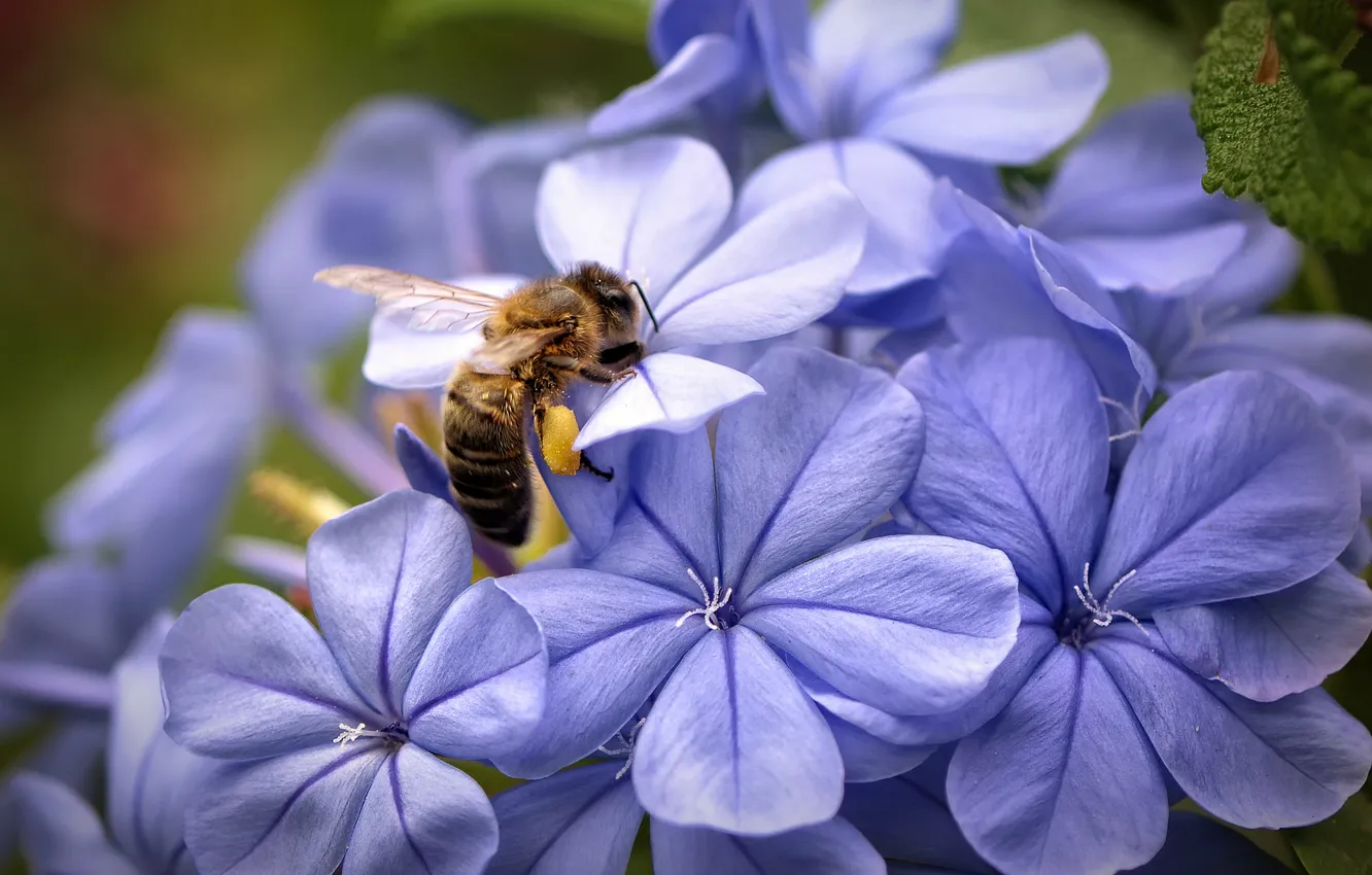 Photo wallpaper macro, flowers, bee, focus, petals, lilac