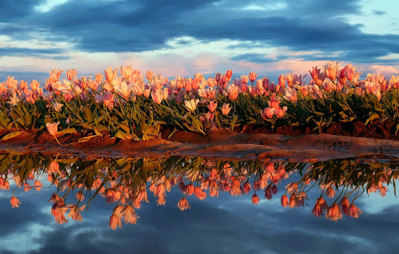 Photo wallpaper field, the sky, water, flowers, nature, reflection, spring, tulips