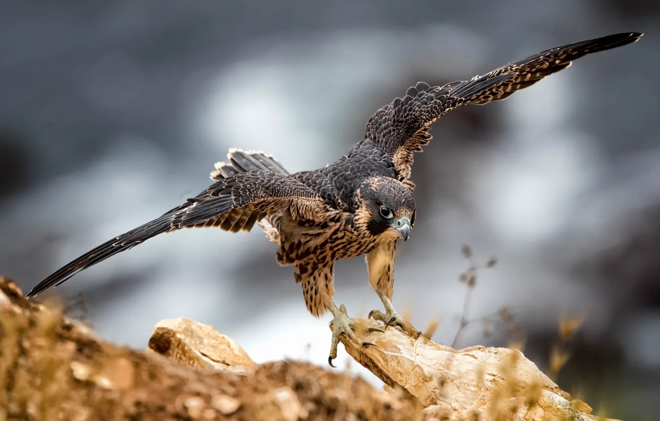 Photo wallpaper nature, bird, eagle