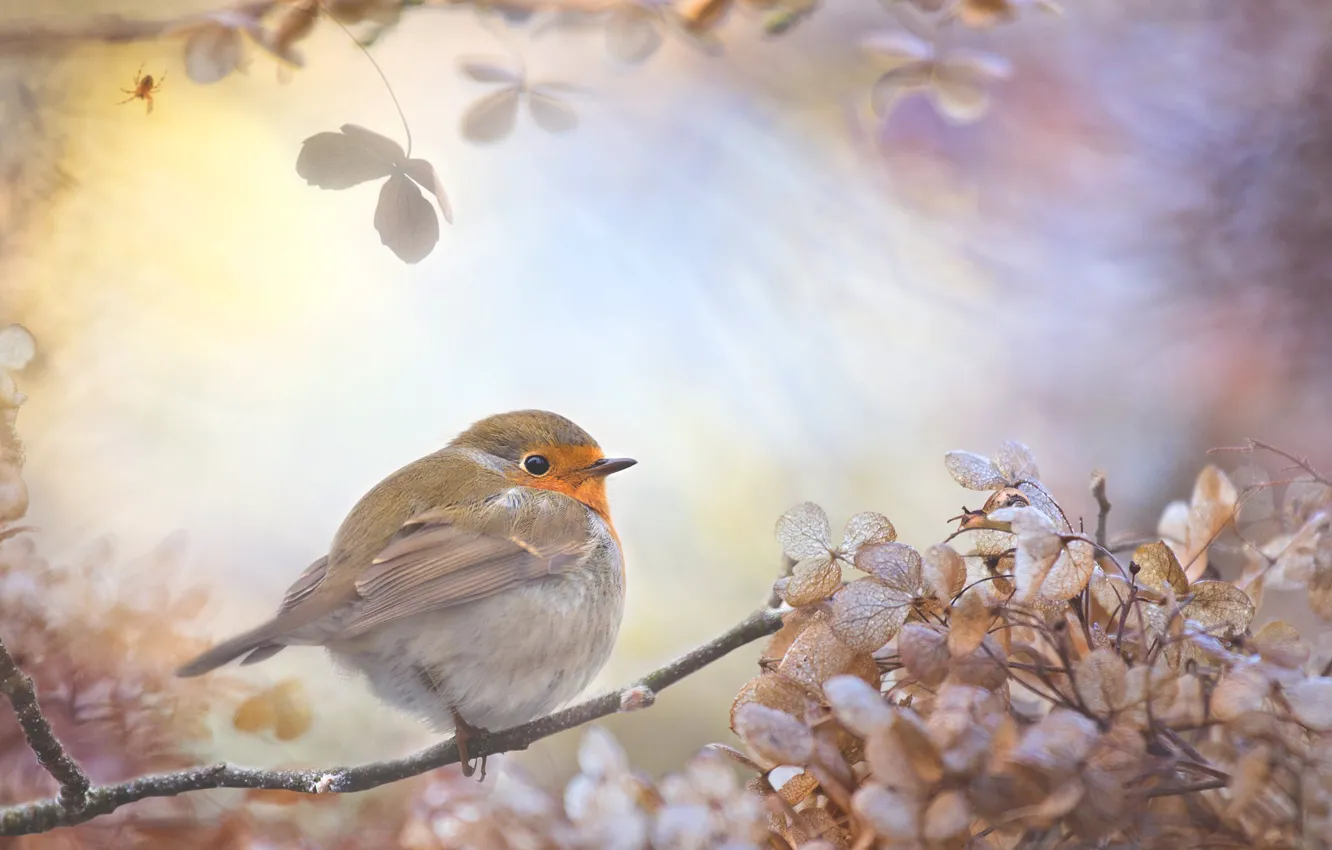 Photo wallpaper branches, collage, bird, Robin, Robin, Flycatcher, Robin, repalov