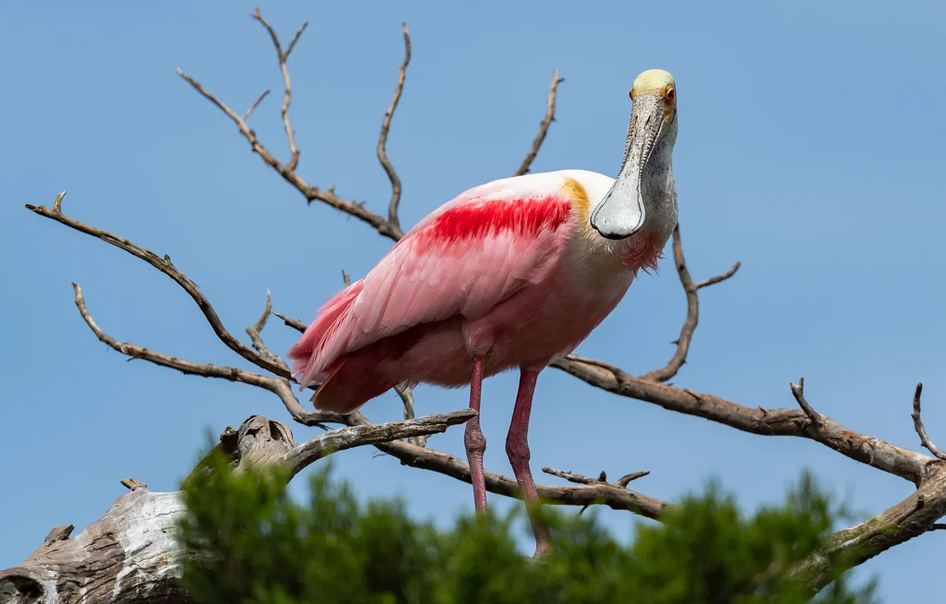 Photo wallpaper the sky, leaves, branches, background, blue, bird, snag, roseate spoonbill