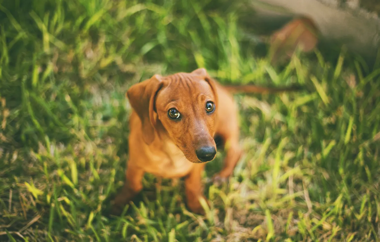 Photo wallpaper greens, grass, eyes, dog, blur, Dachshund, face, bokeh